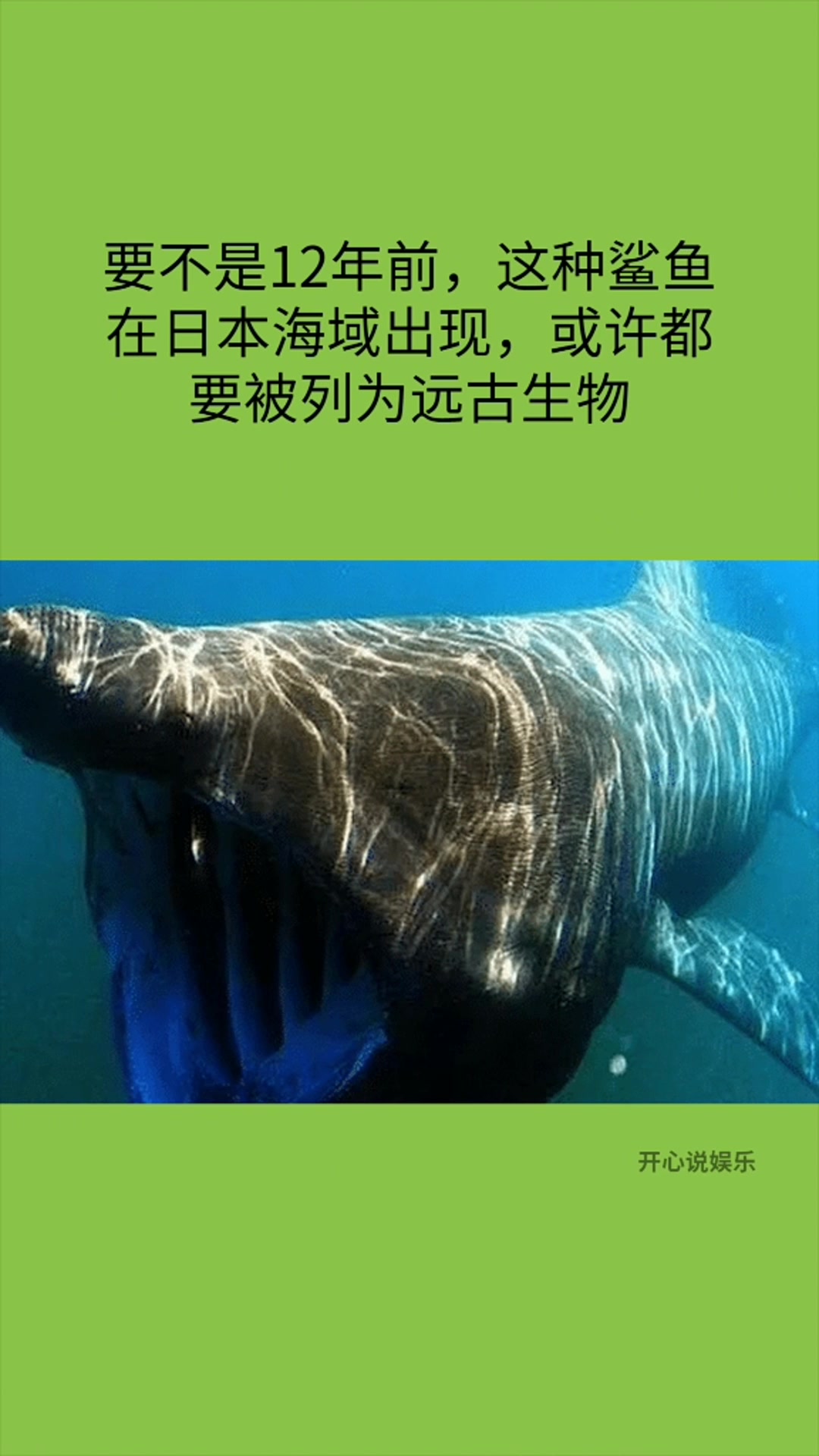 这是远古鲨鱼真实的模样,和鳗鱼有些相似