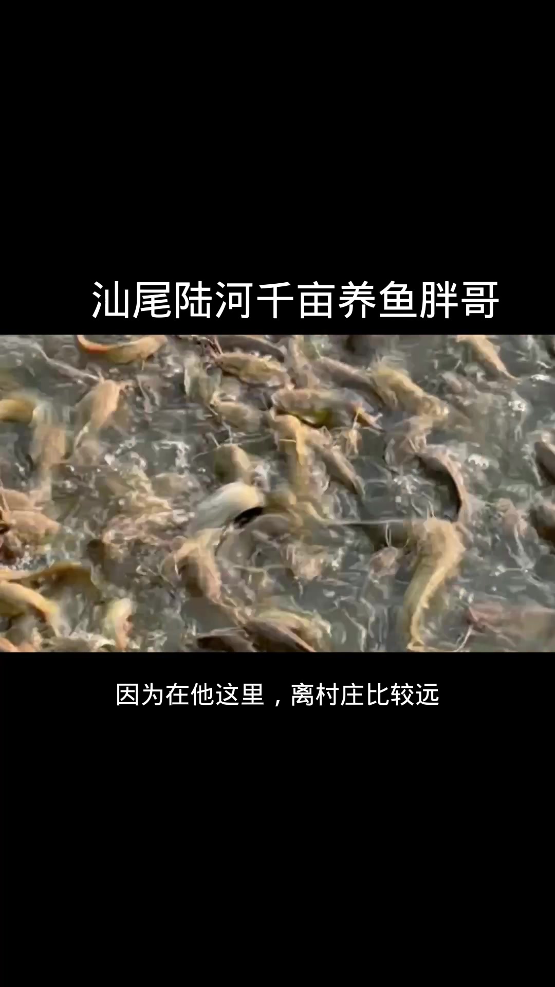 广东汕尾养殖脆肉罗非