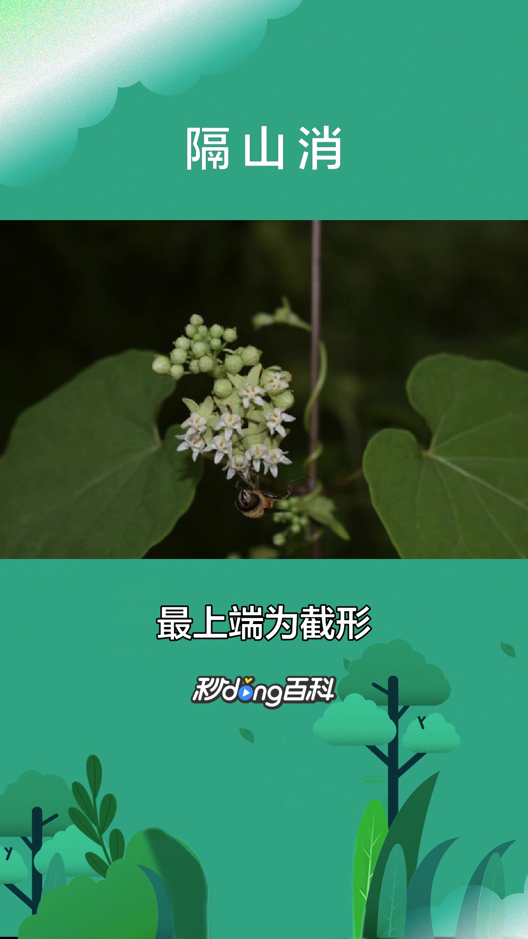一分钟了解夹竹桃科植物隔山消