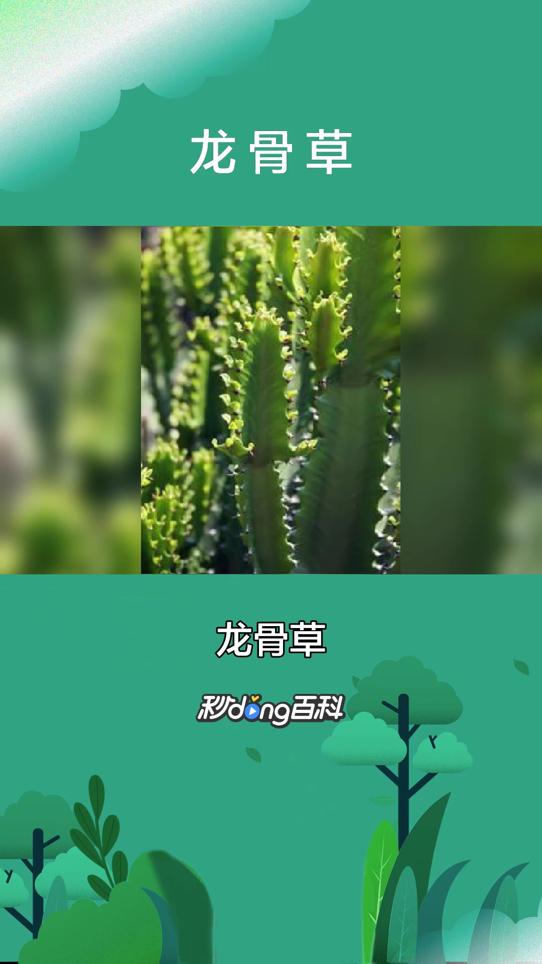 一分钟了解大戟科植物龙骨草