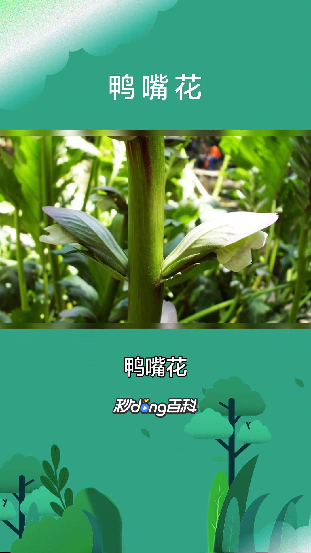 一分钟了解爵床科植物鸭嘴花