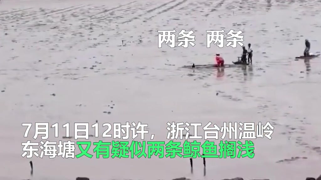 【浙江台州温岭又有两条疑似鲸豚搁浅 其中1头已死亡 救援仍在进行】继7月6日在浙江临海头门