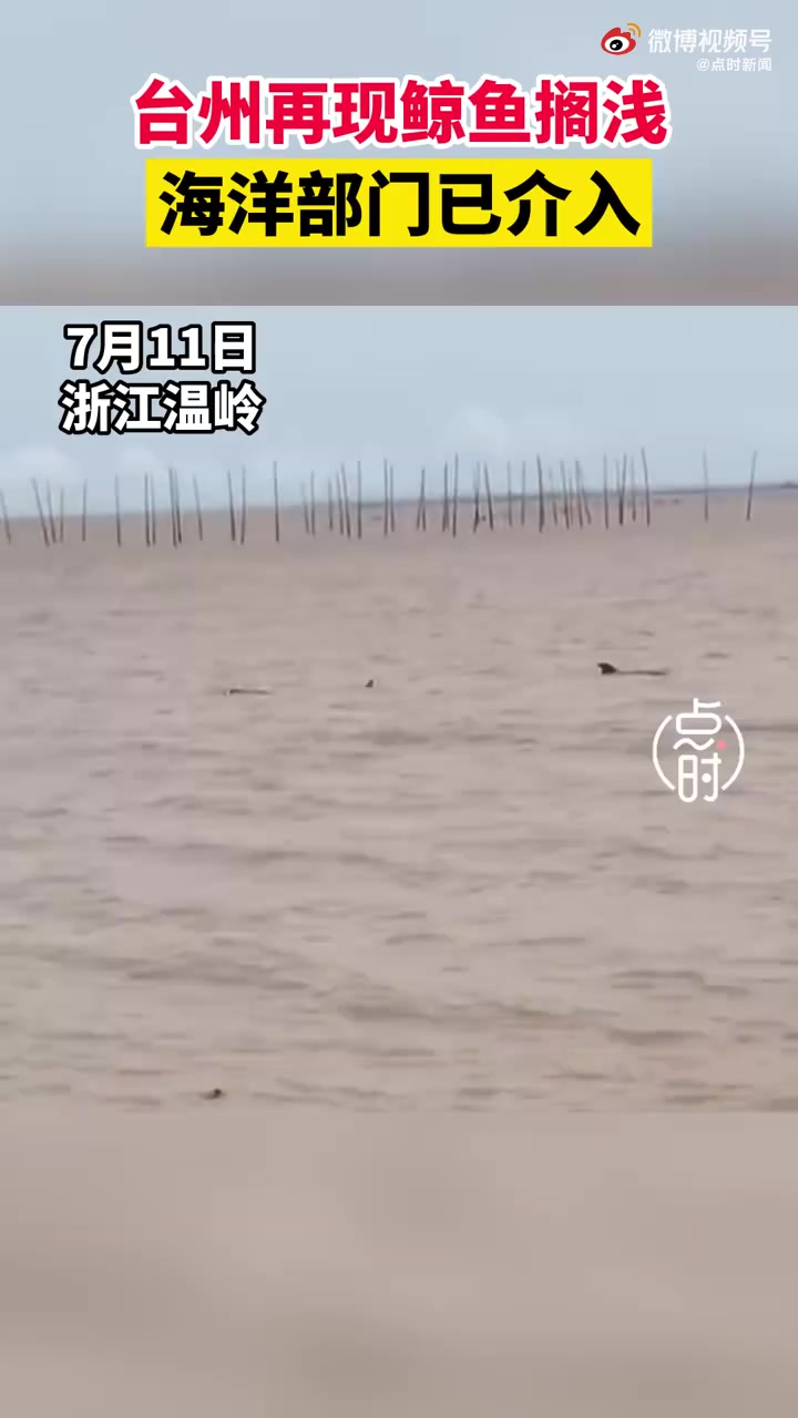 【浙江台州温岭两条鲸鱼搁浅】7月11日,浙江台州,12时03分,温岭市消防救援大队指挥中心