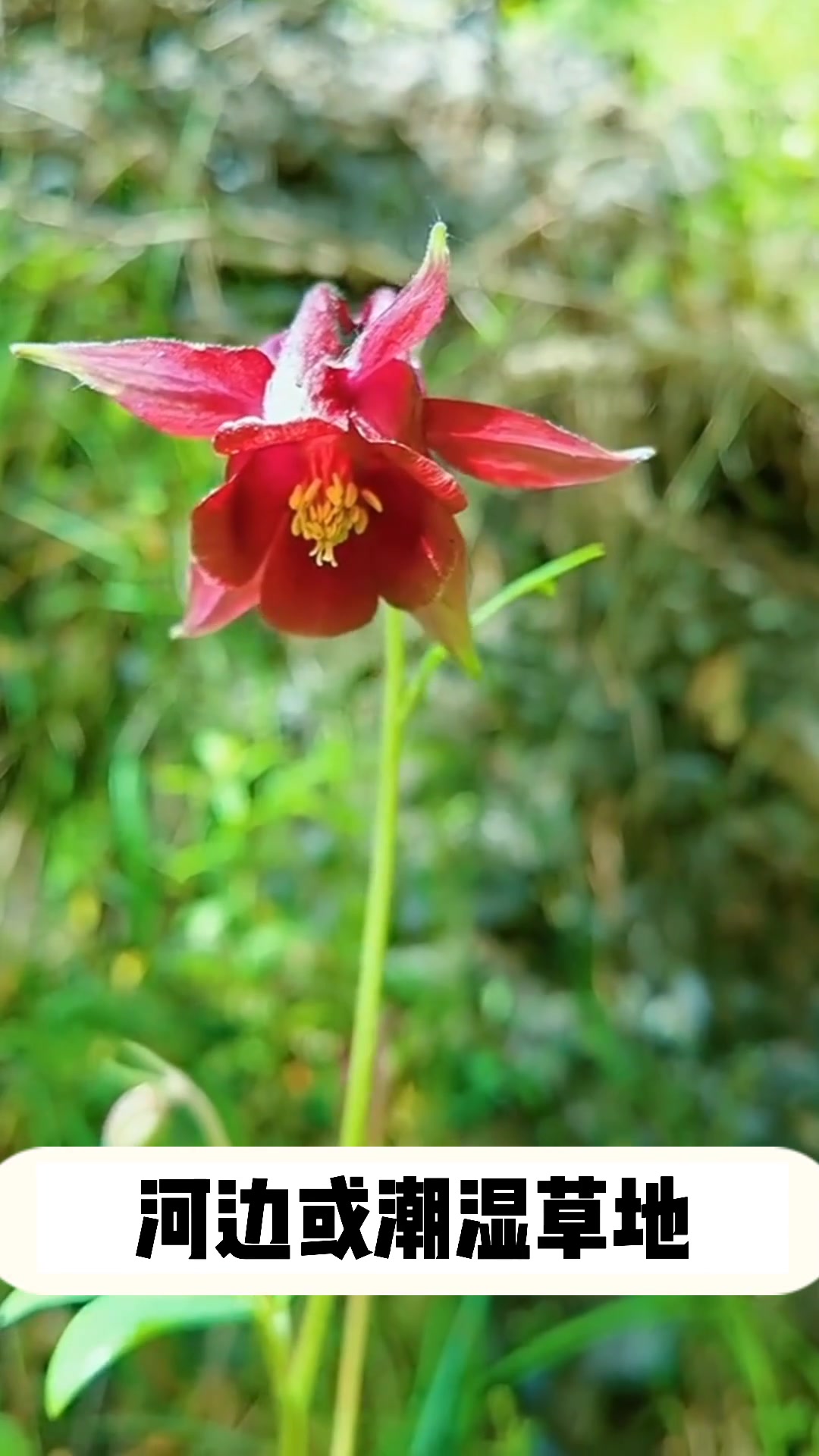 耧斗菜的资料介绍