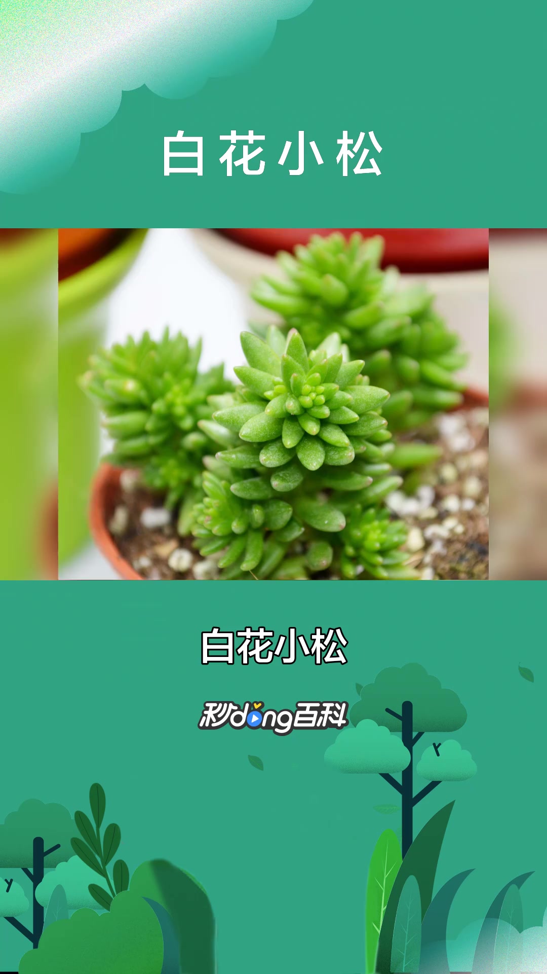一分钟了解白花小松