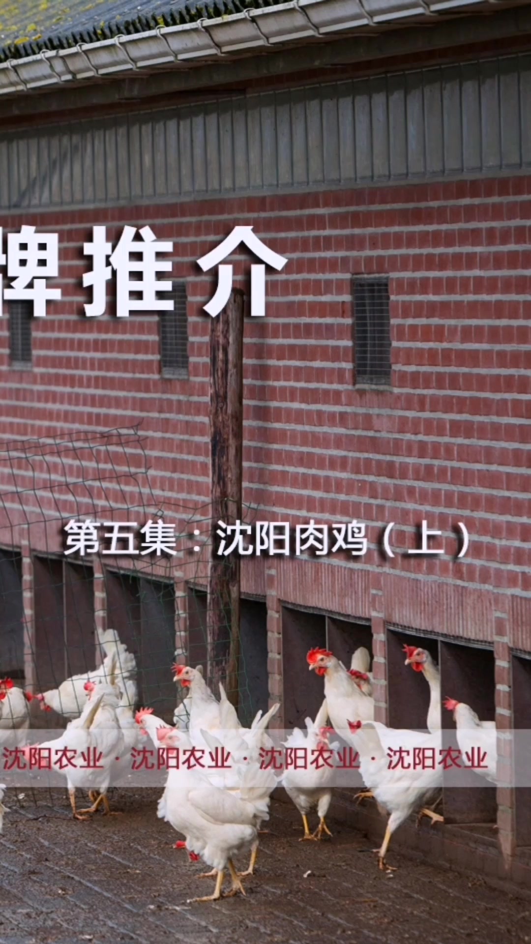 沈阳十大农业品牌(第五集)沈阳肉鸡(上)