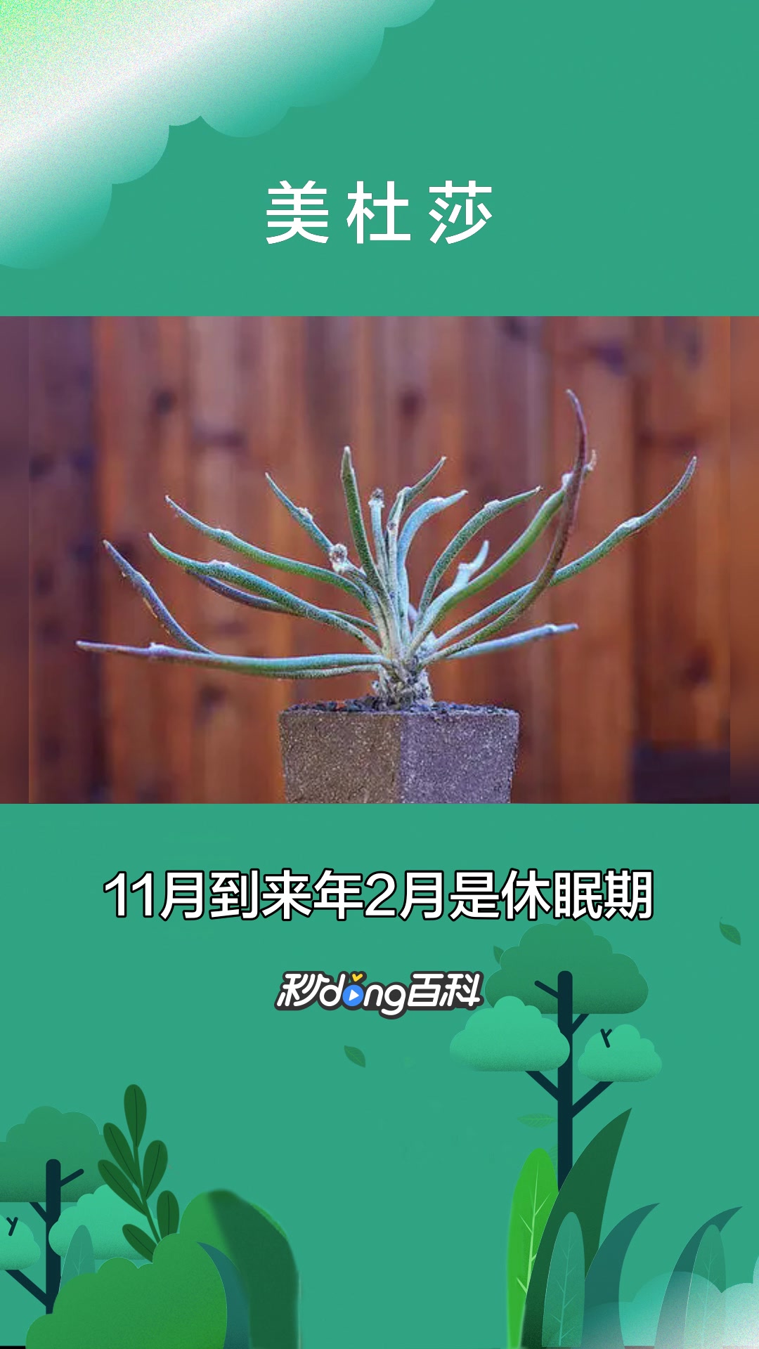 一分钟了解仙人掌科美杜莎