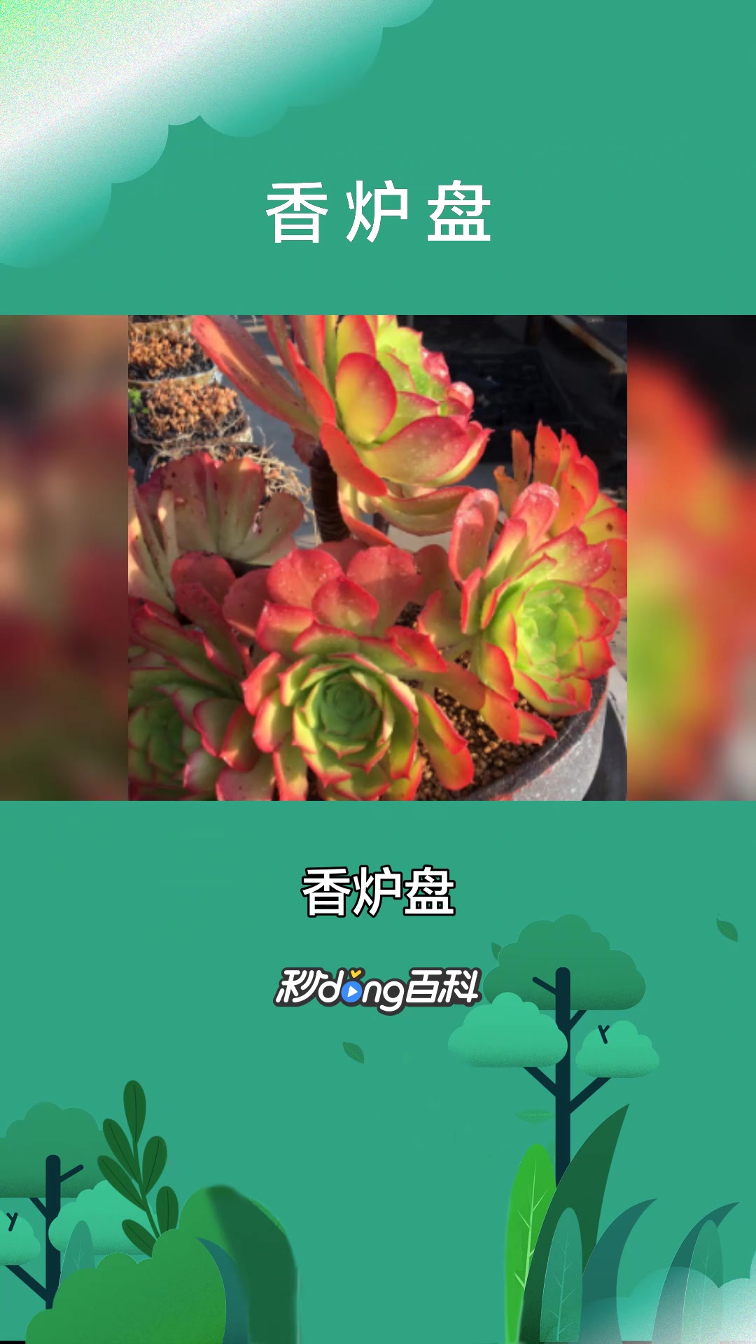 一分钟了解景天科植物香炉盘