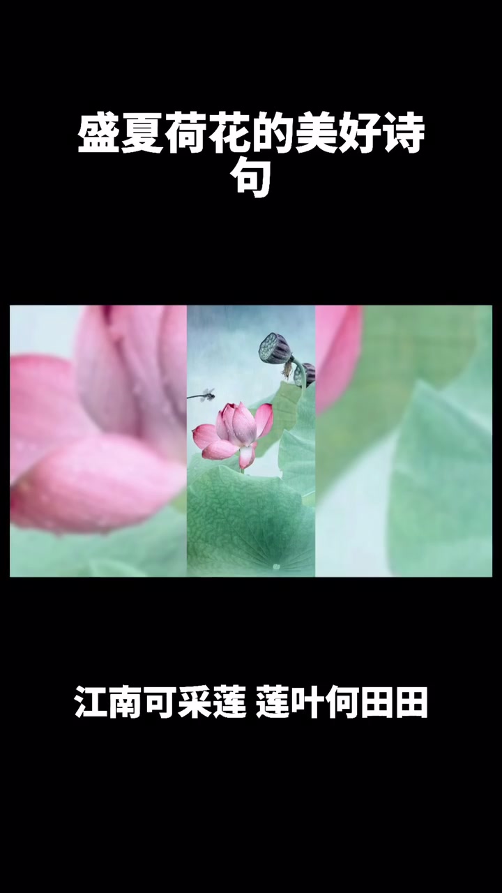 盛夏荷花的美好诗句