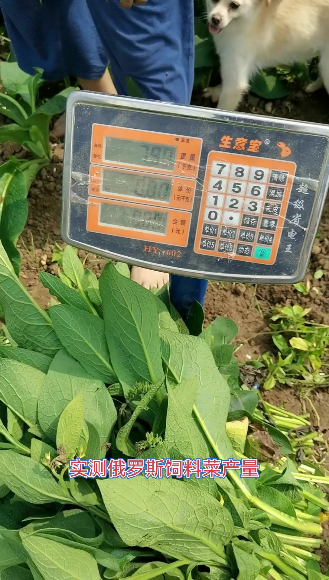 俄罗斯饲料菜亩产20—30吨,现场实测产量