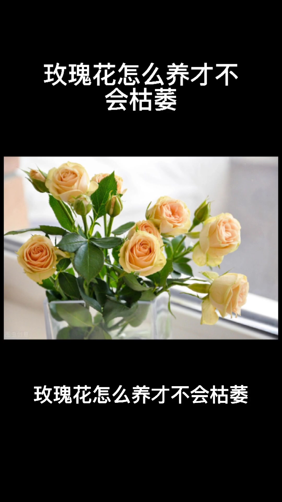 玫瑰花怎么养才不会枯萎