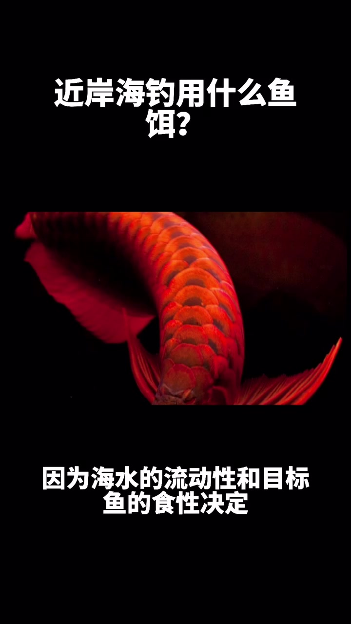 近岸海钓用什么鱼饵?