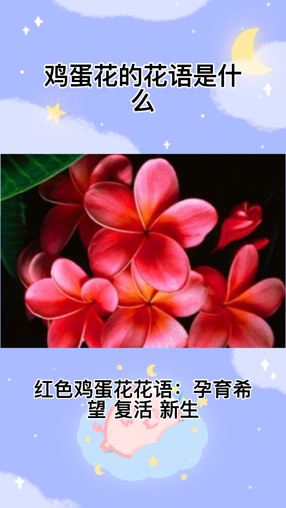 鸡蛋花花语寓意着什么
