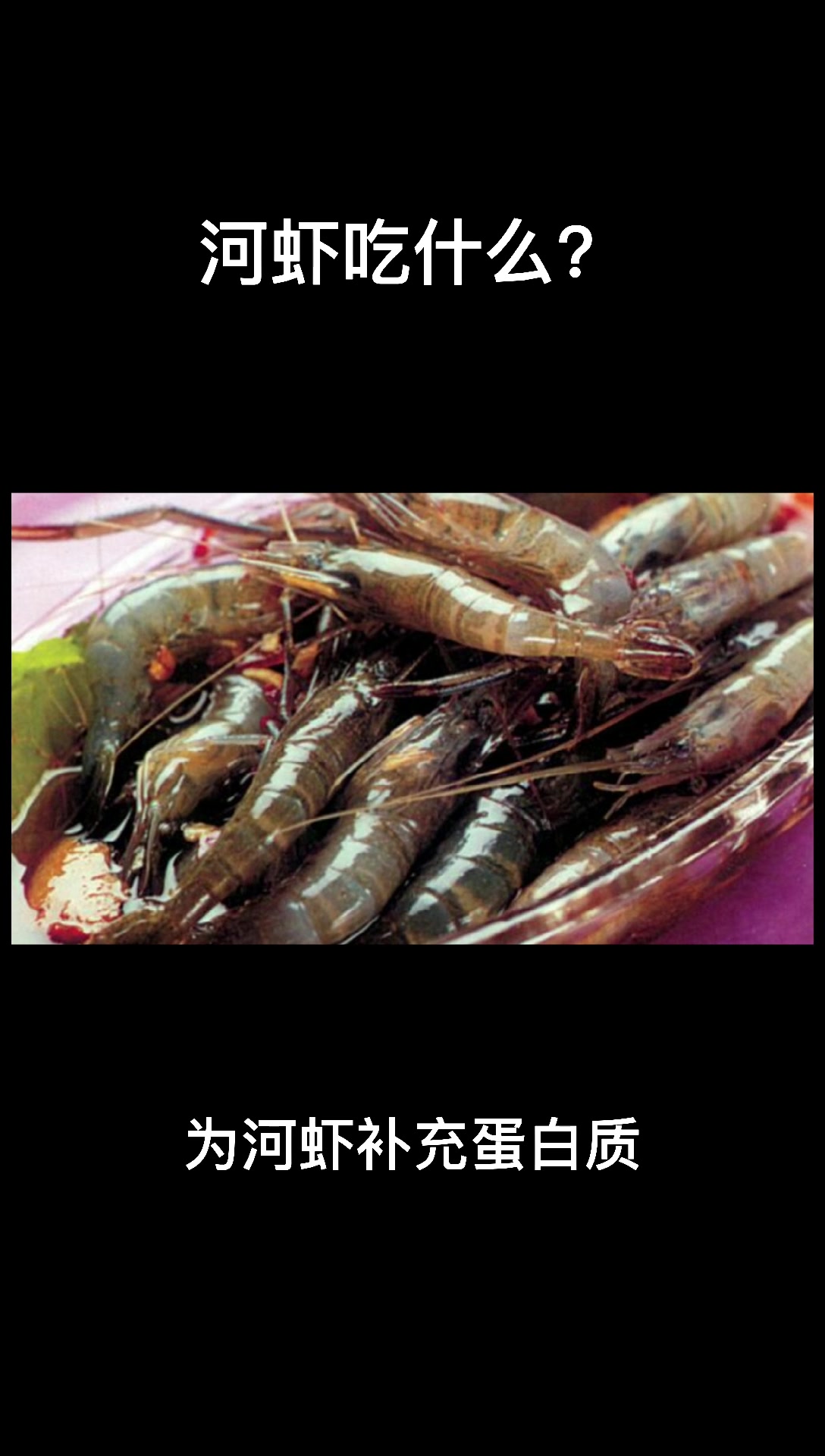 河虾吃什么?  
