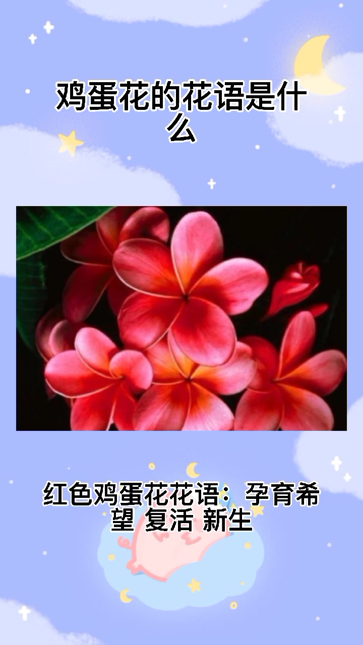 鸡蛋花花语寓意着什么