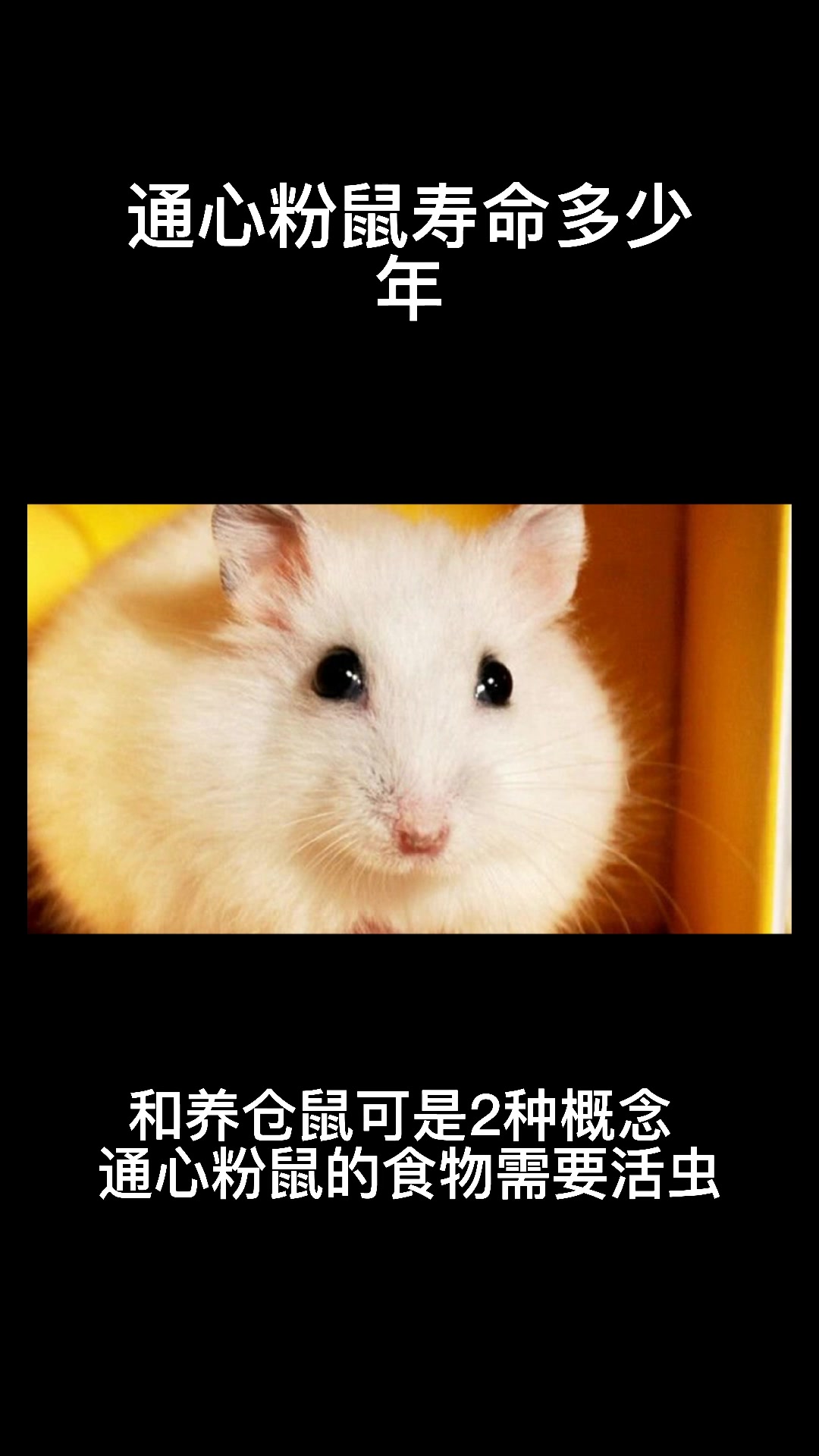 通心粉鼠寿命多少年