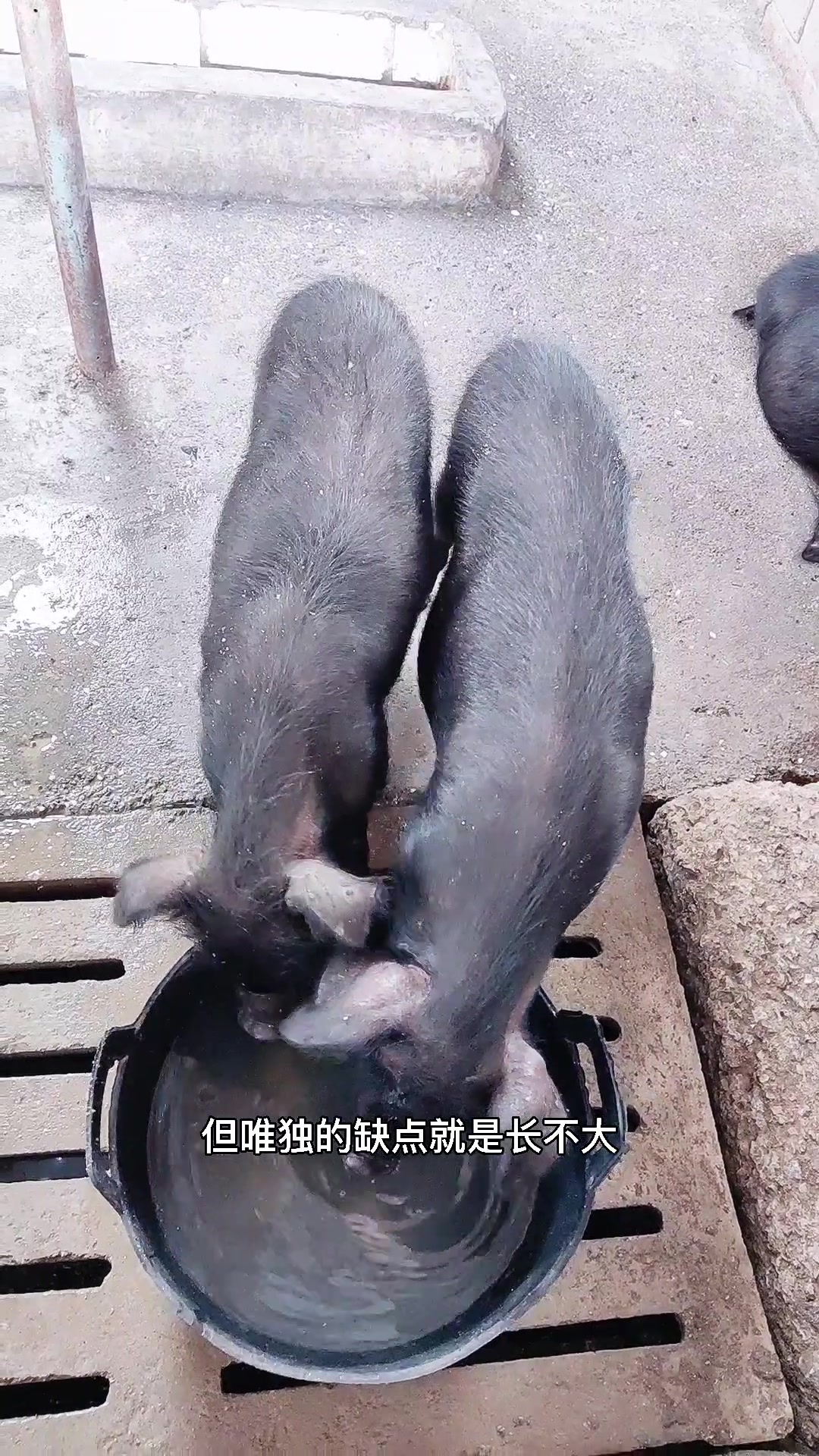 藏香猪肉质细腻鲜美