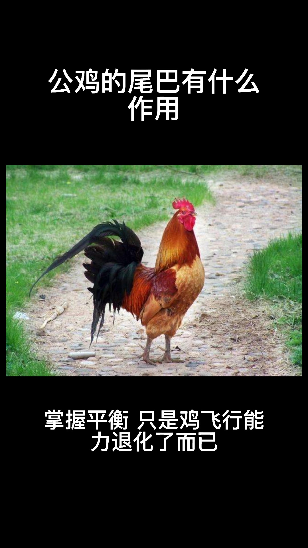 公鸡的尾巴有什么作用