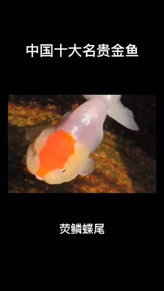 中国十大名贵金鱼