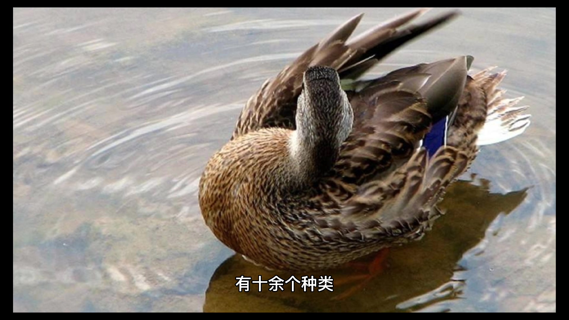 野鸭是几级保护动物