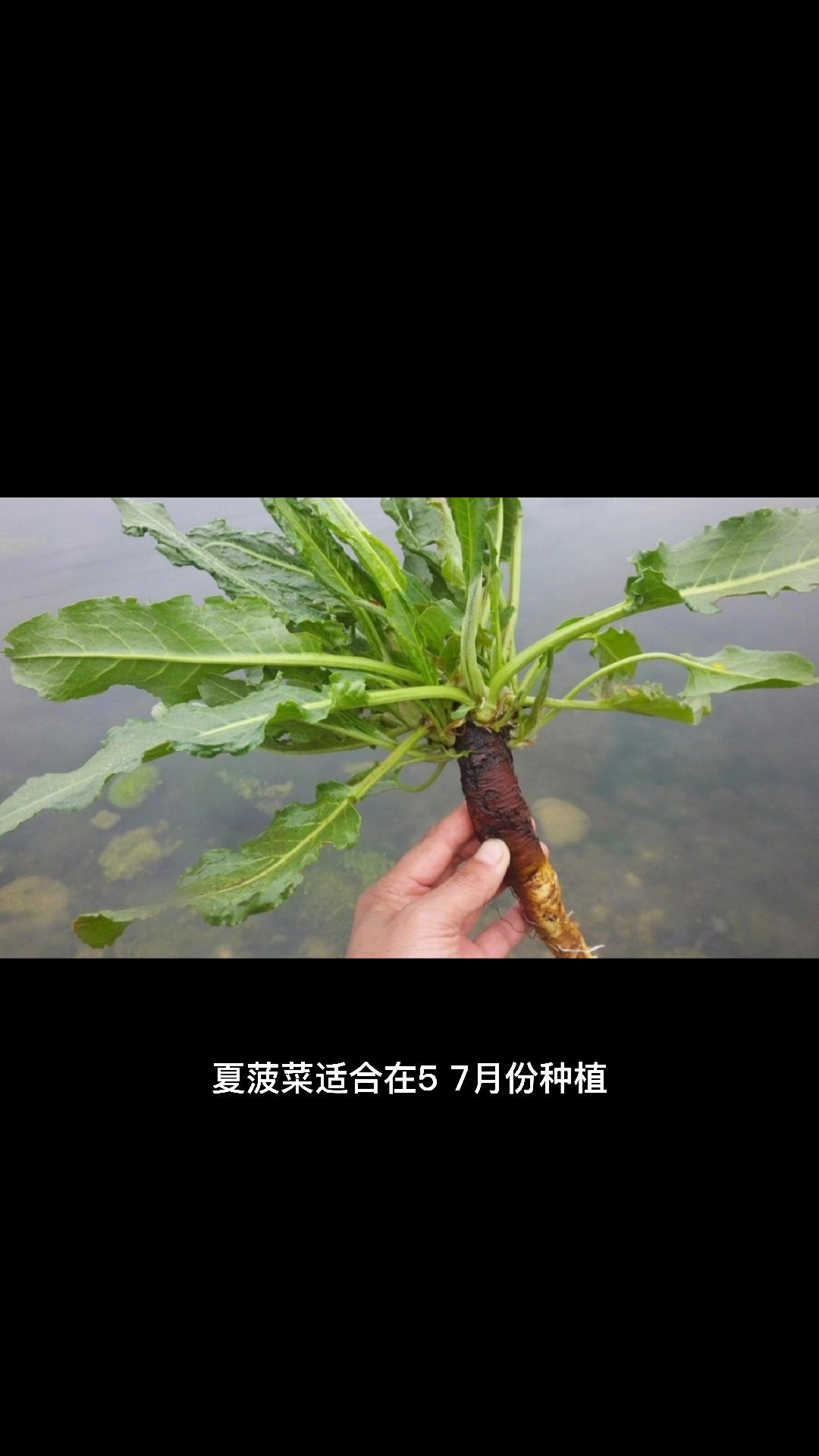 菠菜什么时候种最合适