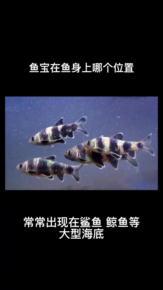 鱼宝在鱼身上哪个位置?