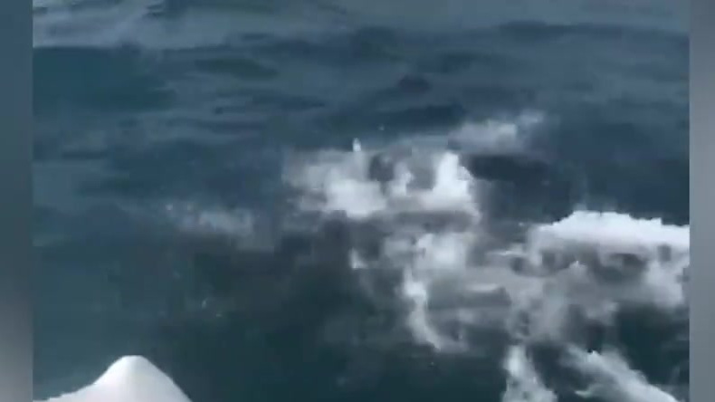 【难得一见:鲸鱼超声波震晕大片鱼群 海豹海豚来回穿梭不断掠食】7月15日,海口市南海,几位