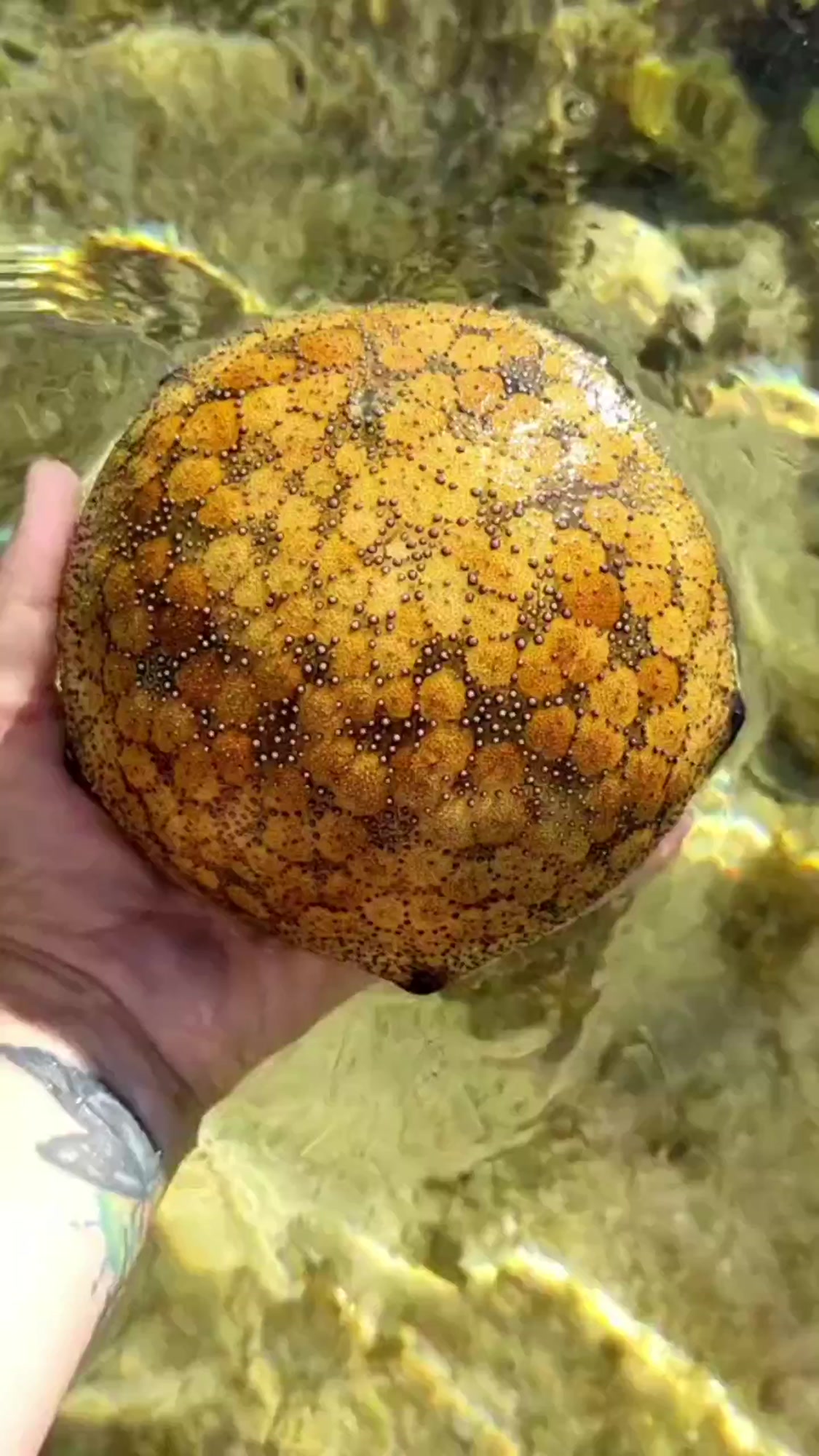 日本福岛的变异生物,捕捞到就得放生,遇到一定得小心!