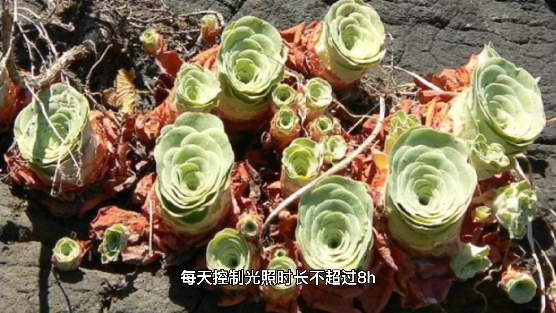 长寿花的养殖方法和注意事项