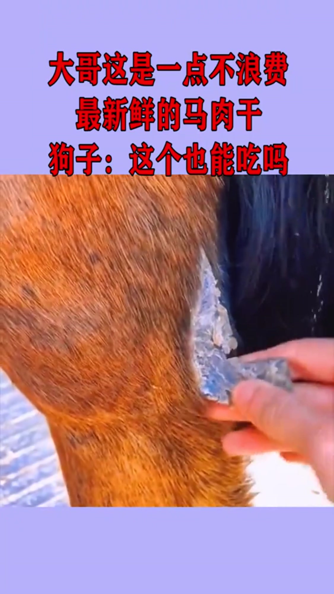 大哥这是一点不浪费,最新鲜的马肉干,狗子:这个也能吃吗?