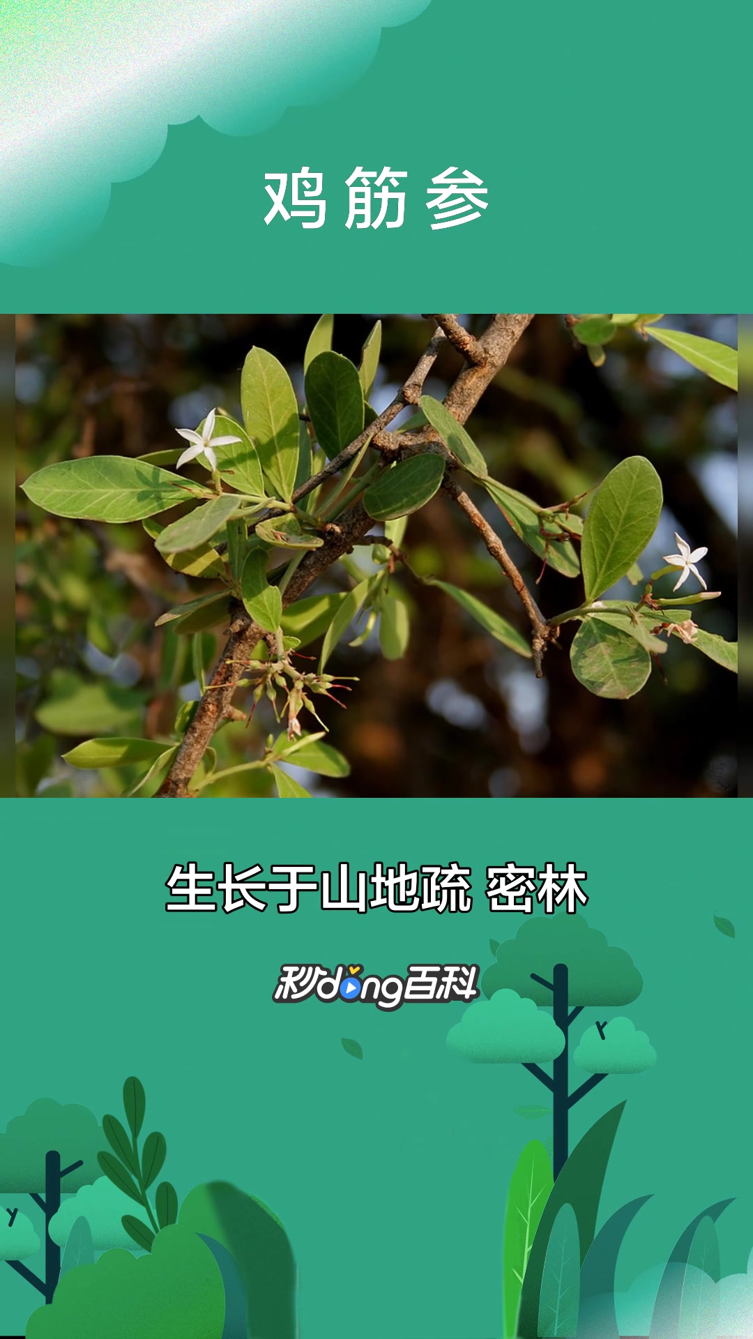 一分钟了解茜草科鸡筋参