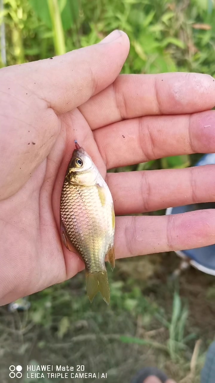 34度高温野钓,下杆就中黄金大板鲫鱼,还有黄辣丁大嘴鲶鱼太爽了
