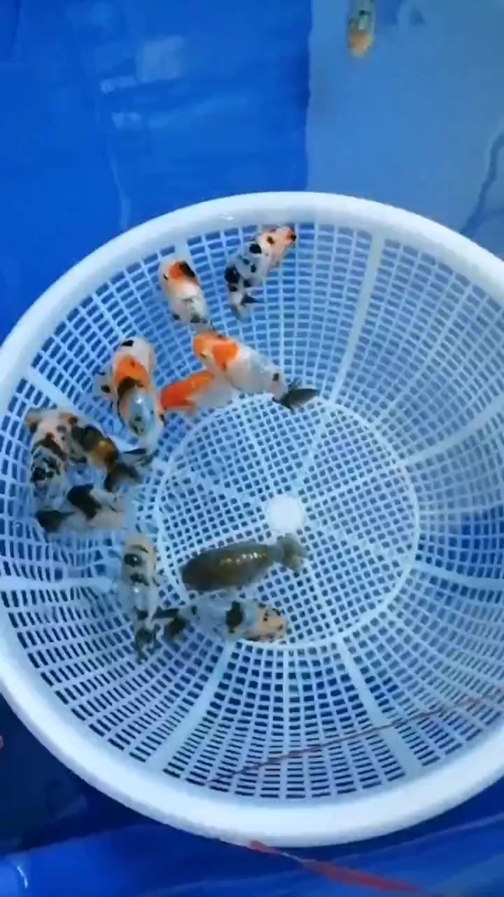 如此逃脱的小可耐!聪明可爱又伶俐!潘氏兰寿金鱼观赏鱼福寿国寿