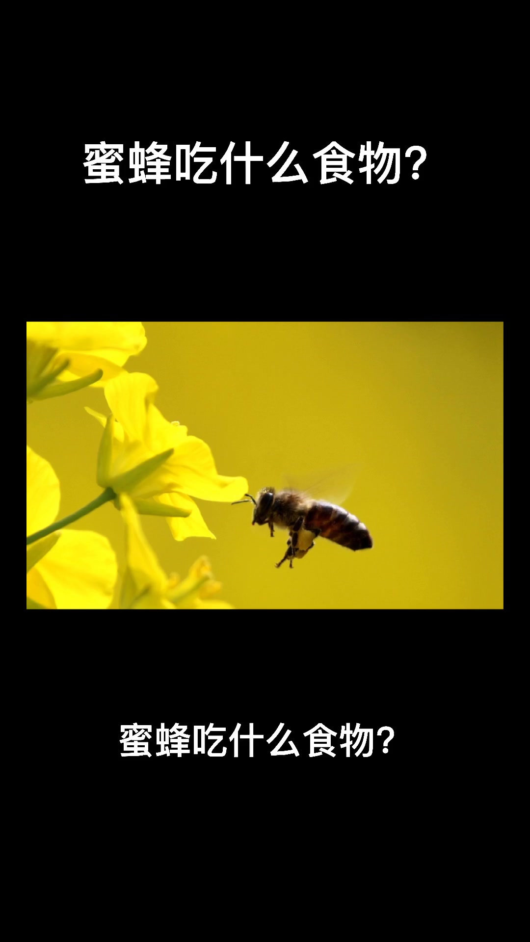 蜜蜂吃什么食物?