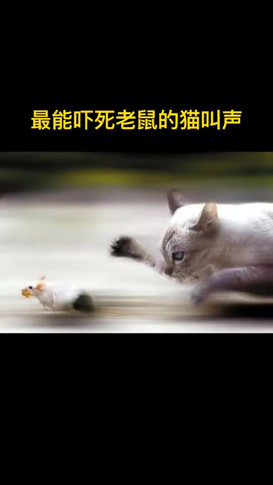 最能吓死老鼠的猫叫声
