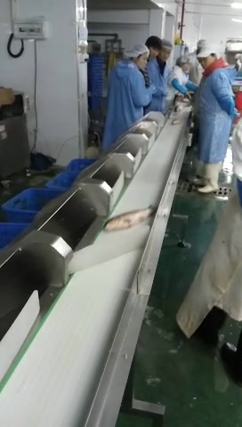 鱼类自动重量分选机海鱼自动分拣机