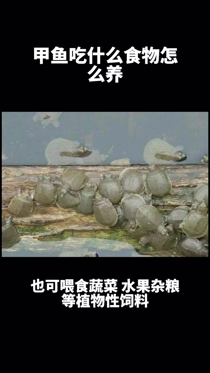 甲鱼吃什么食物怎么养