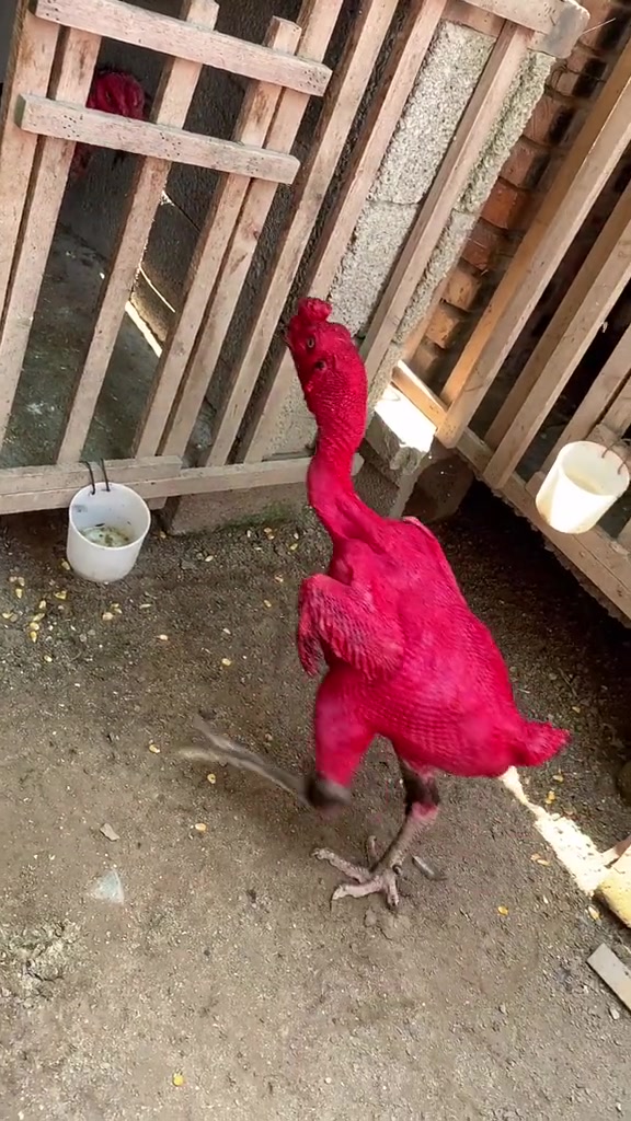 火鸡中的珍稀品种,一辈子只见过一次,半套房子钱有了