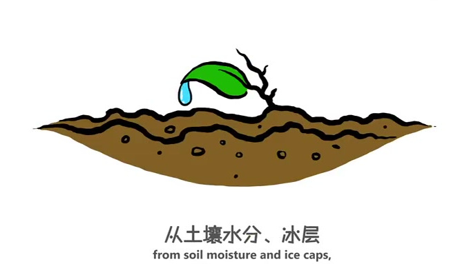 【动画科普:水在人体中是怎样起作用的?】人在断食、只饮水的情况下可生存数周,但如果断水,只