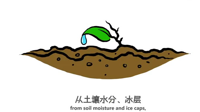 【动画科普:水在人体中是怎样起作用的?】人在断食、只饮水的情况下可生存数周,但如果断水,只