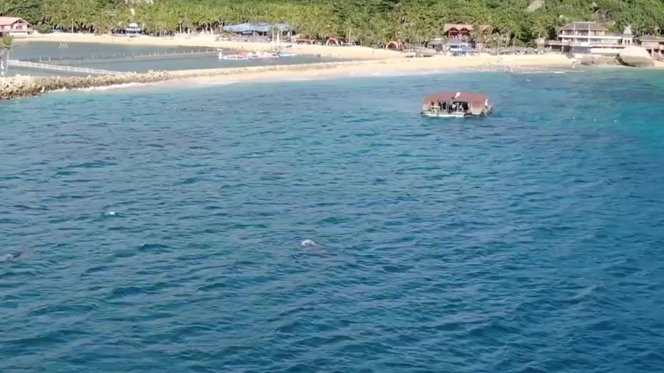 【海南陵水4头鲸鲨齐觅食】7月25日,海南陵水分界洲岛海域出现4头鲸鲨集体觅食的罕见景象。