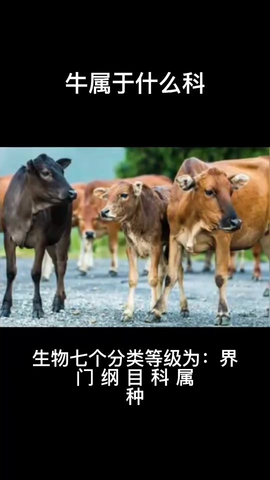 看看牛属于什么科?