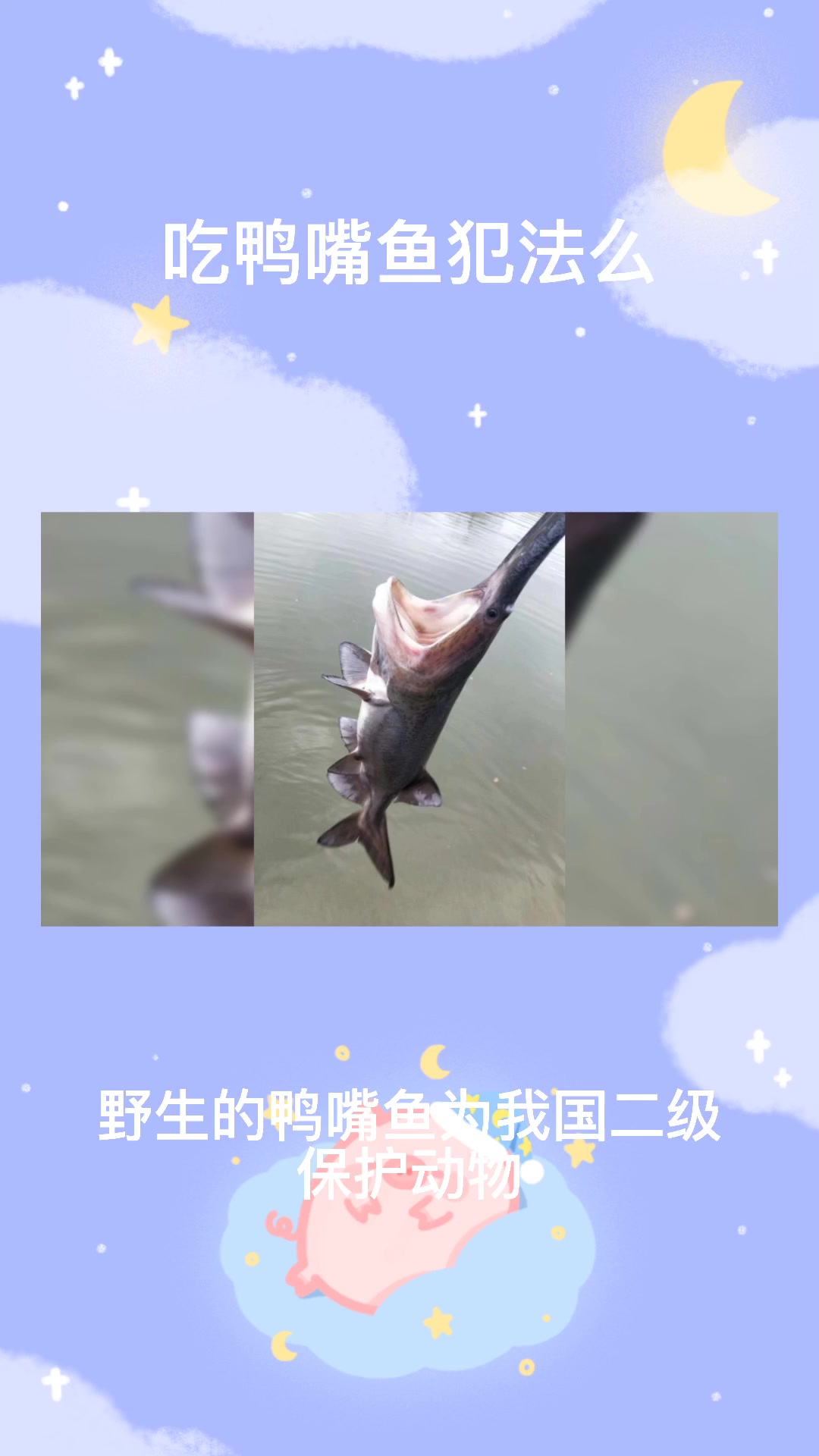 吃鸭嘴鱼犯法吗???