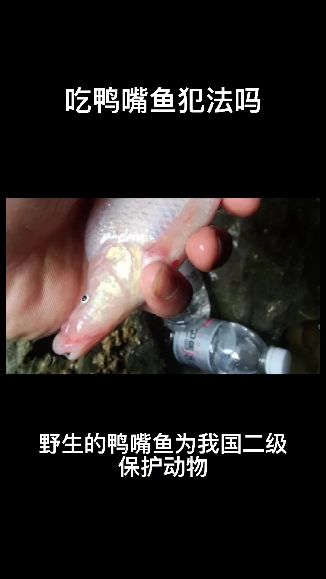 吃鸭嘴鱼犯法吗 