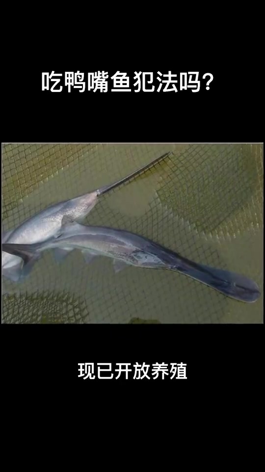 野生鸭嘴鱼是保护动物吗 