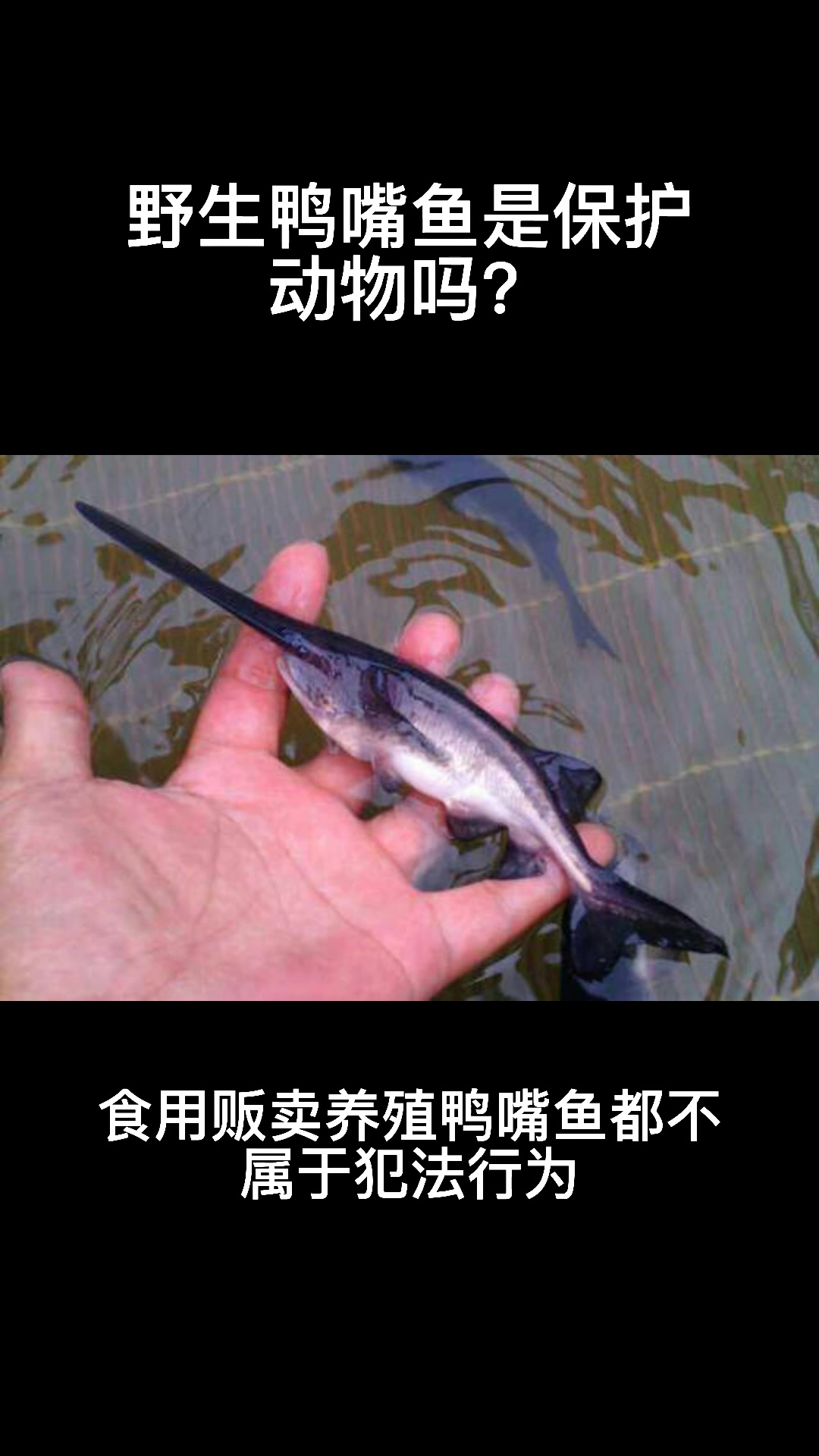 鸭嘴鱼是国家保护动物吗?