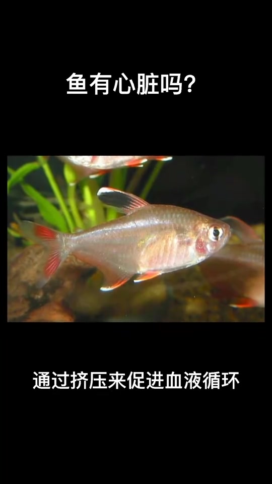 鱼有心脏吗    