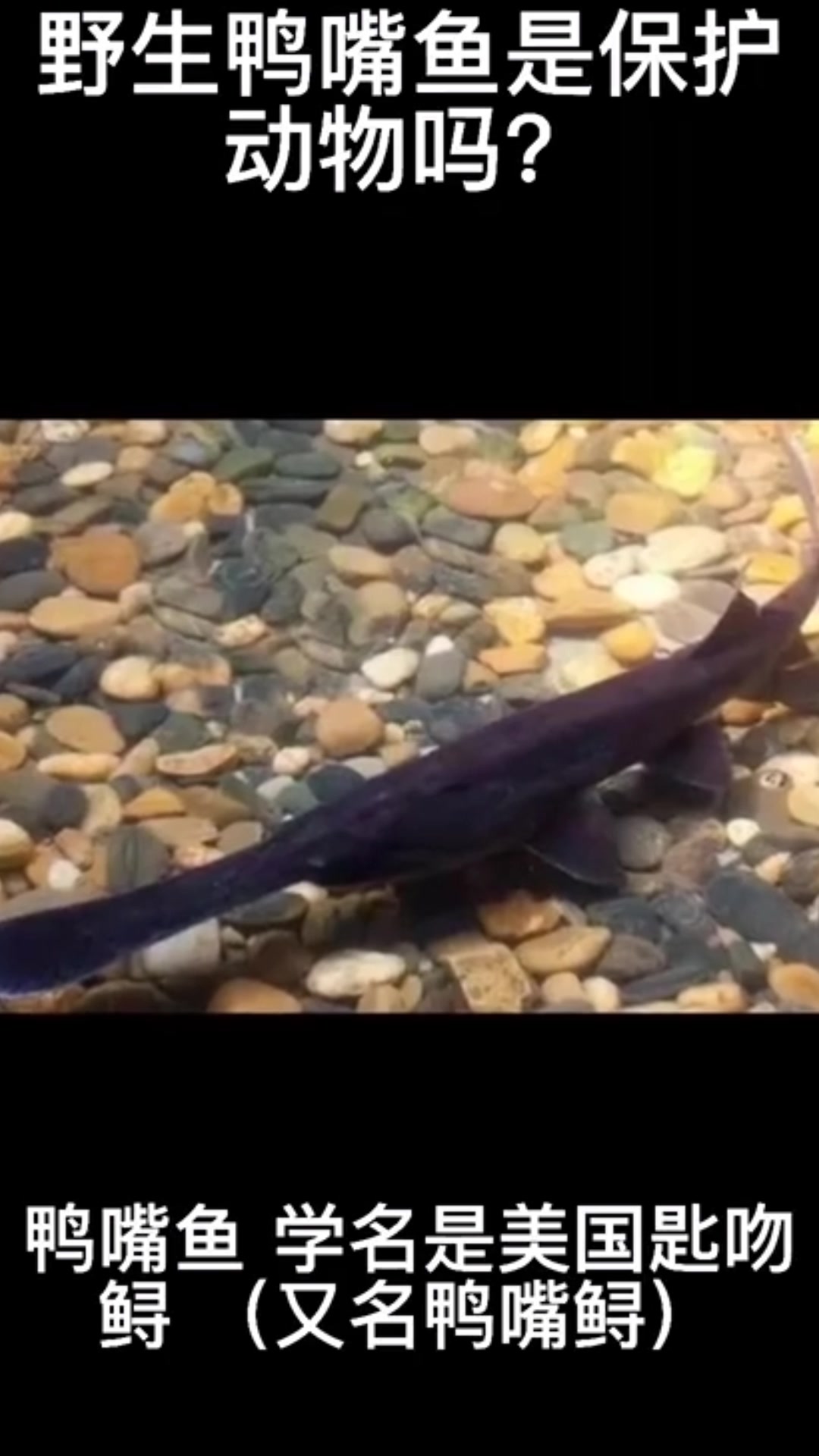野生鸭嘴鱼是保护动物吗?