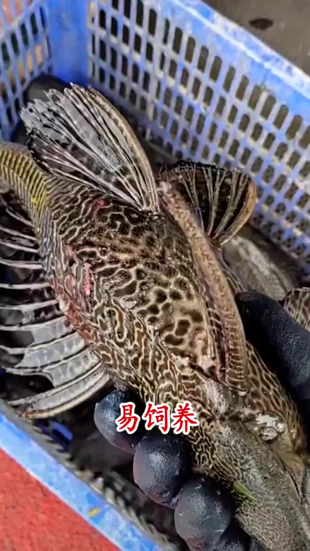 晒干后的清道夫鱼,真的能遇水复活吗