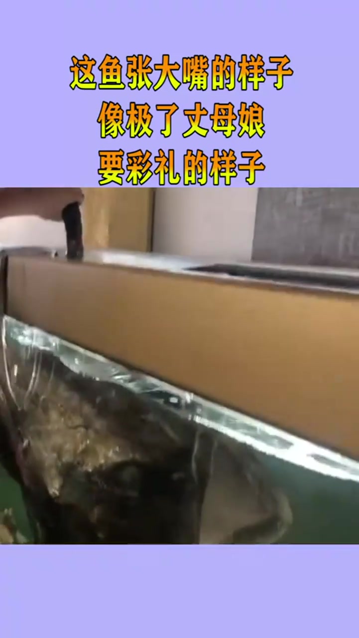 这鱼张大嘴的样子,像极了丈母娘,要彩礼的样子!